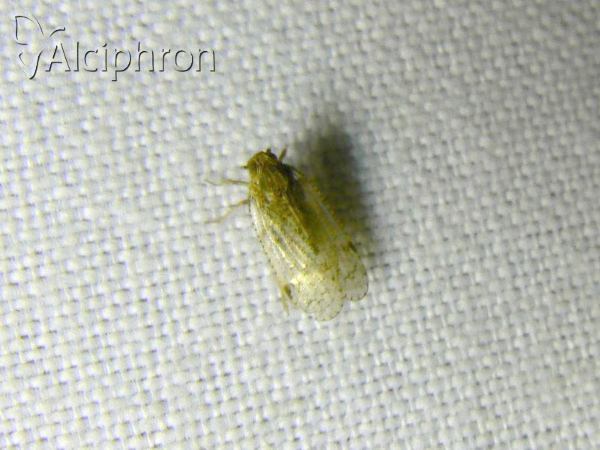 Cixius simplex