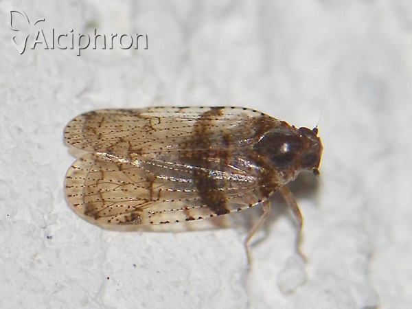 Cixius distinguendus