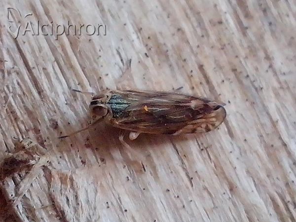 Myndus musivus