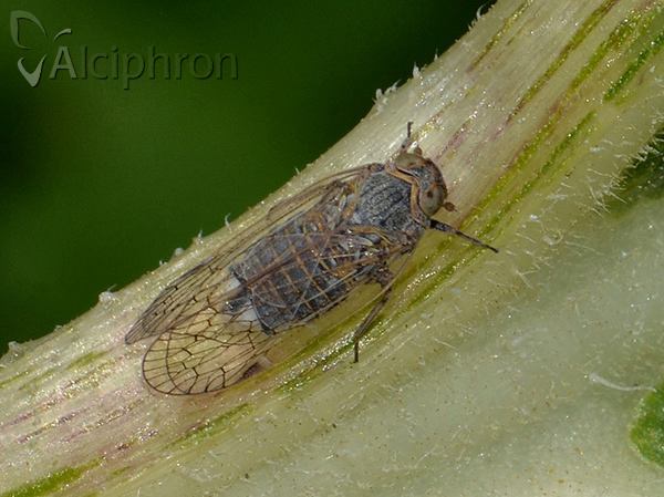 Reptalus panzeri