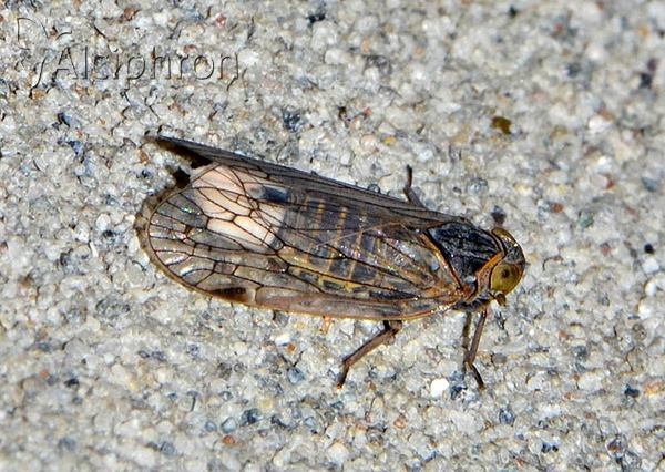 Reptalus panzeri