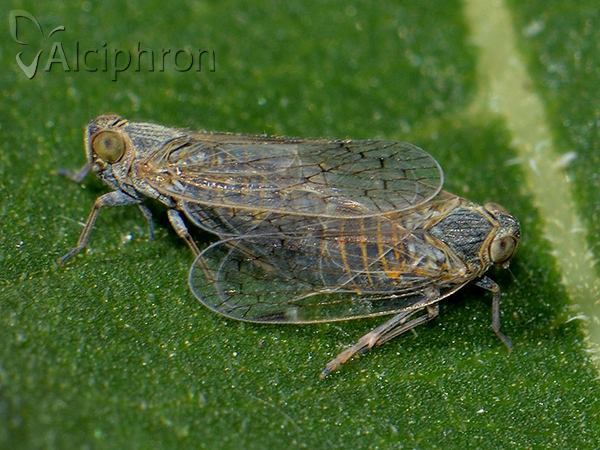 Reptalus panzeri