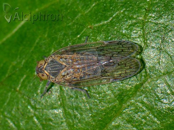 Reptalus panzeri