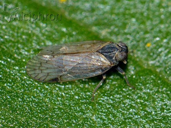 Reptalus panzeri