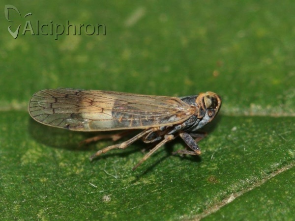 Reptalus panzeri