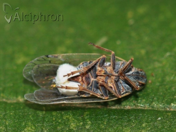 Reptalus panzeri