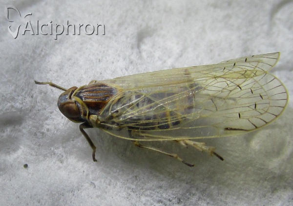 Pentastiridius leporinus