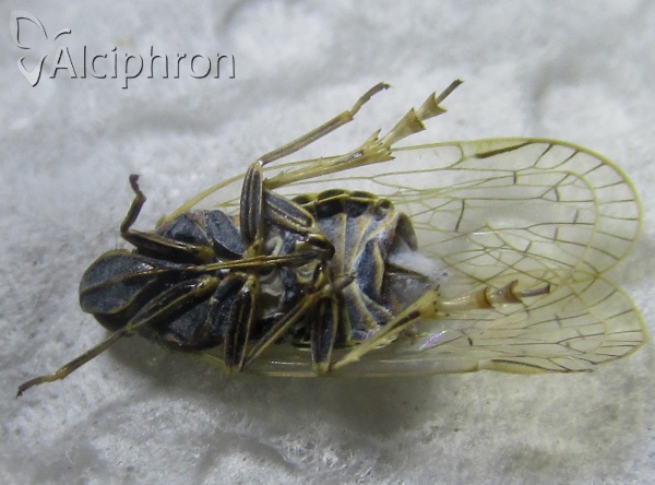 Pentastiridius leporinus