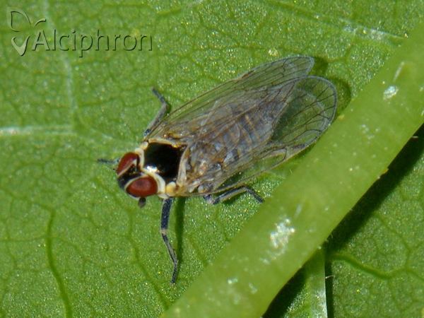 Hyalesthes obsoletus
