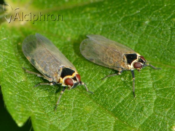 Hyalesthes obsoletus