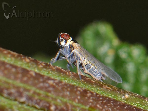 Hyalesthes obsoletus