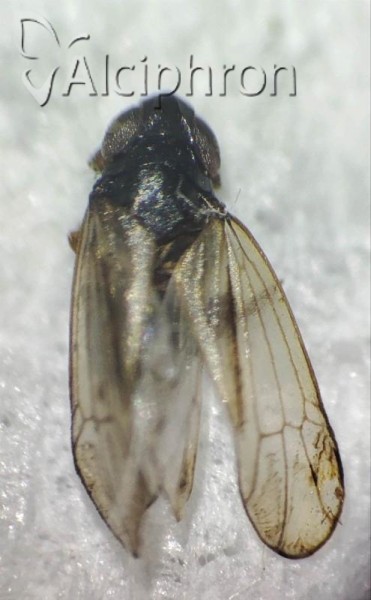 Jassidaeus lugubris