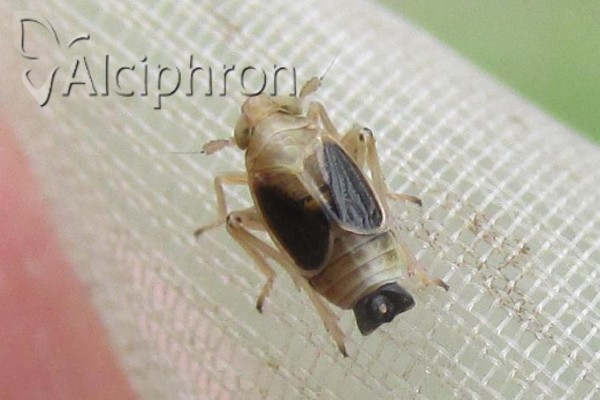 Struebingianella lugubrina