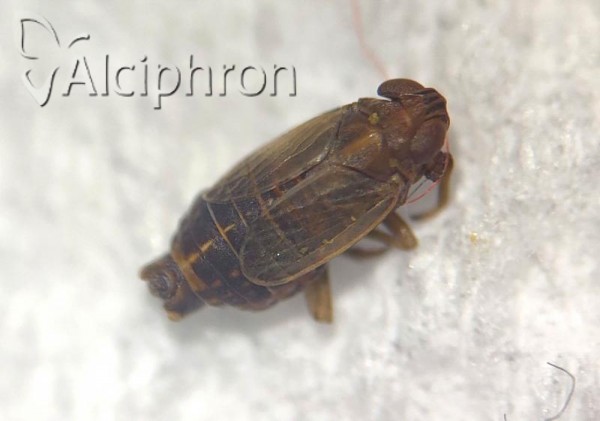 Ribautodelphax collinus