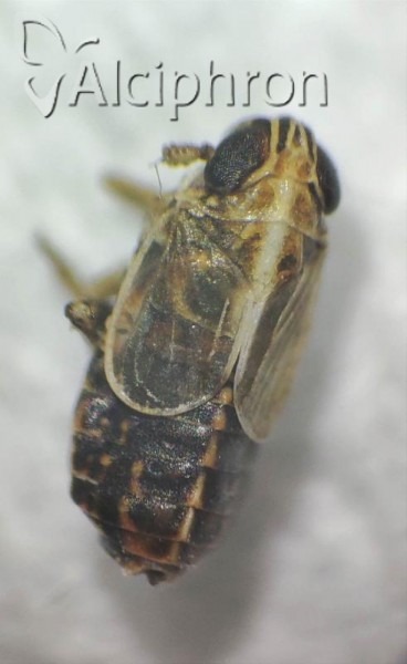 Ribautodelphax collinus