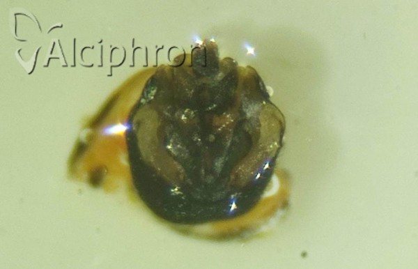 Ribautodelphax collinus