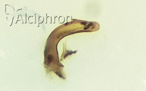 Ribautodelphax collinus