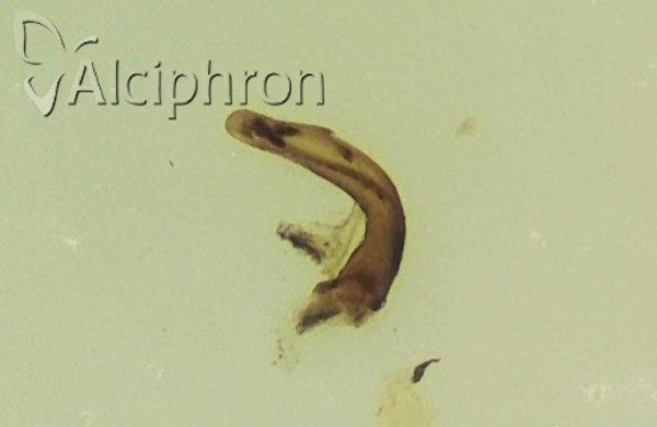 Ribautodelphax collinus