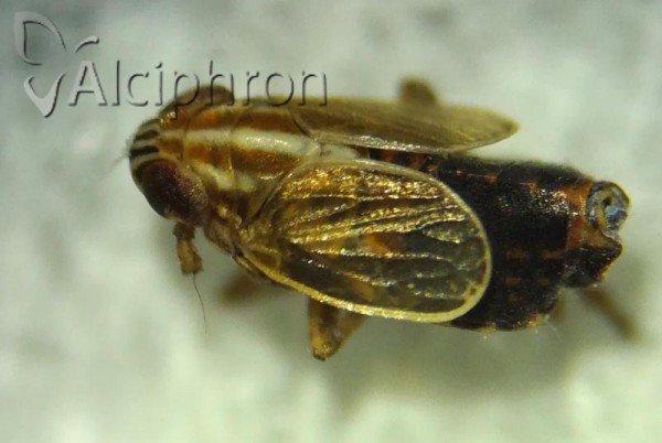 Ribautodelphax pungens