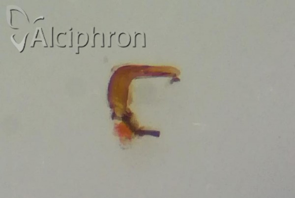 Ribautodelphax pungens