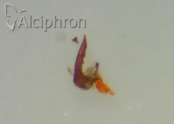 Ribautodelphax pungens