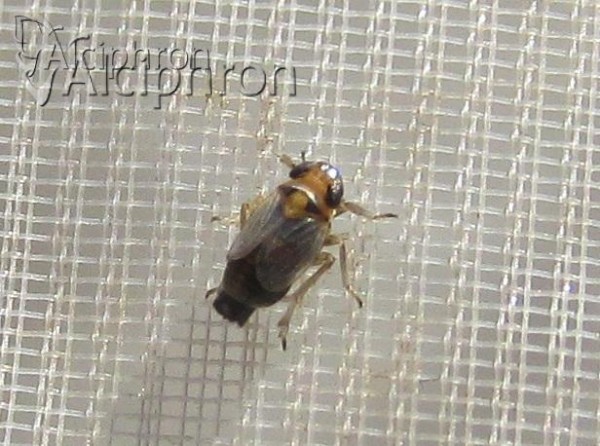 Pastiroma clypeata