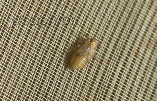 Pastiroma clypeata