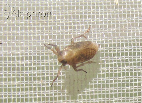 Paradelphacodes paludosus