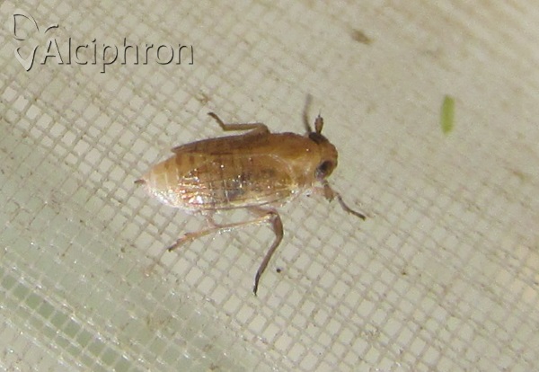 Paradelphacodes paludosus