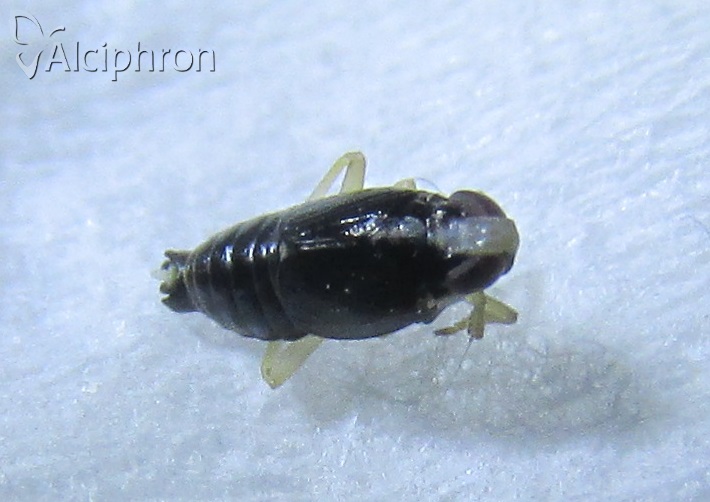 Mirabella albifrons
