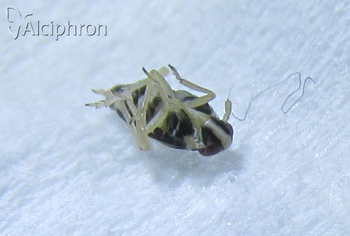 Mirabella albifrons