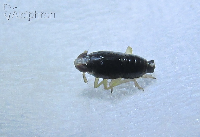 Mirabella albifrons