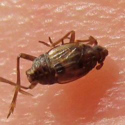 Megamelodes lequesnei