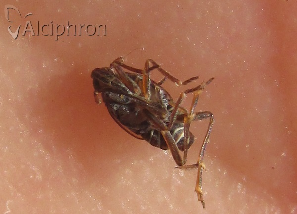 Megamelodes lequesnei