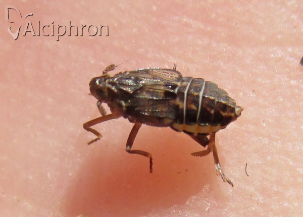 Megamelodes lequesnei