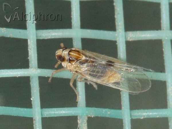 Laodelphax striatellus