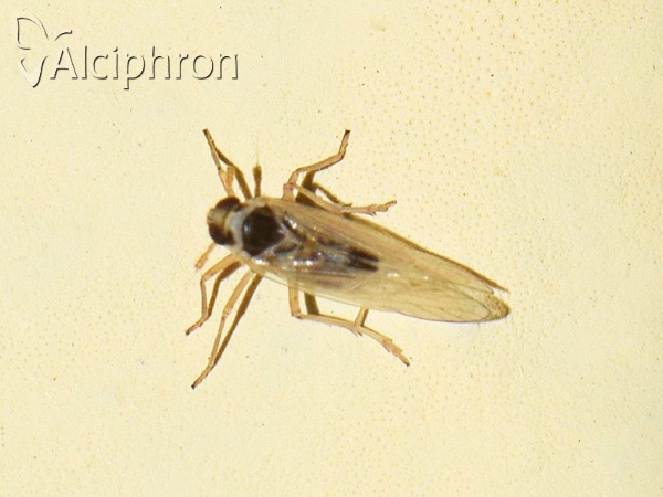 Laodelphax striatellus