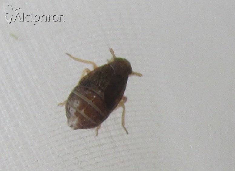 Eurysula lurida