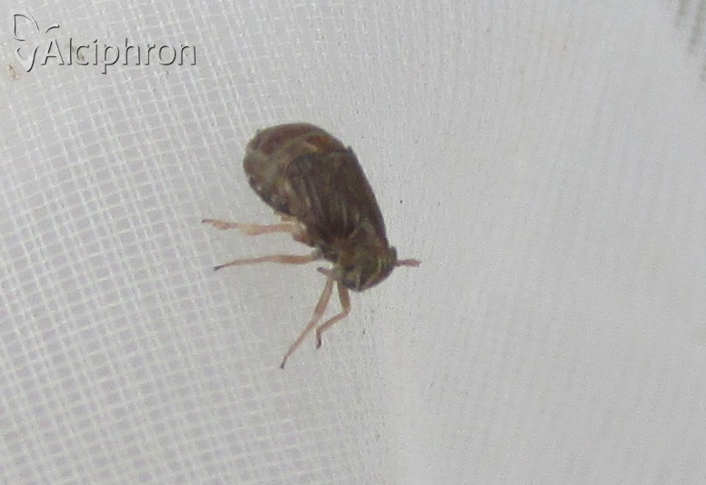 Eurysula lurida