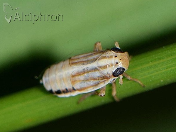 Eurybregma nigrolineata