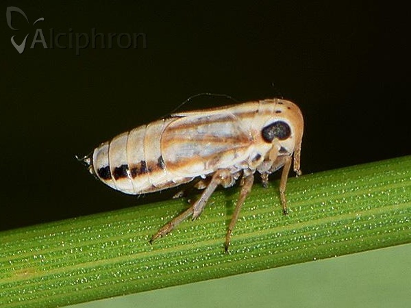 Eurybregma nigrolineata