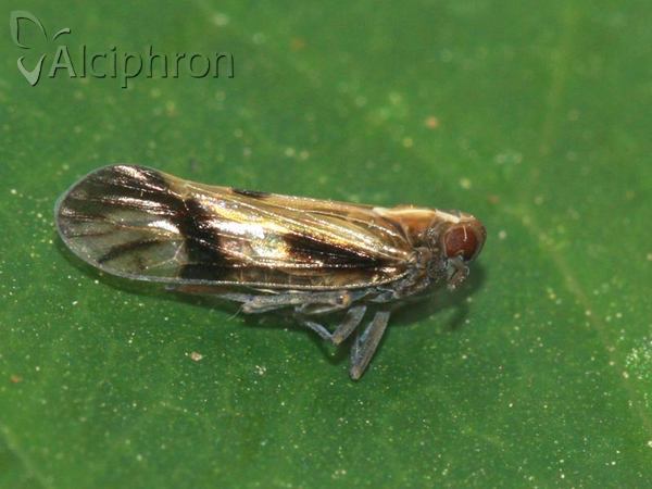 Euides basilinea