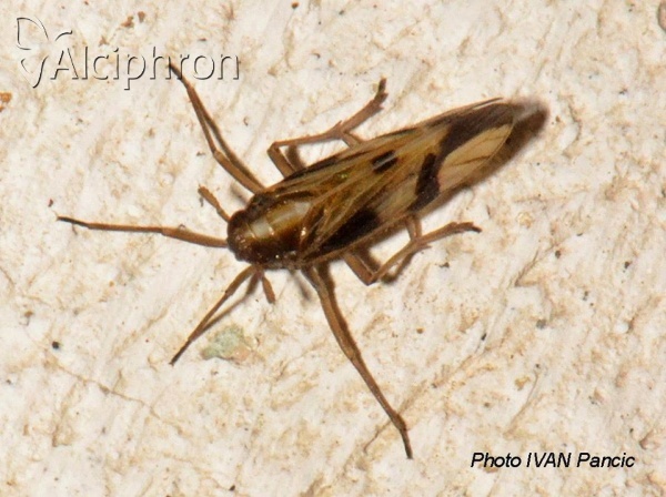 Euides basilinea