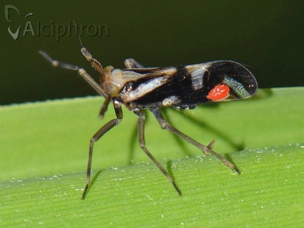 Delphax crassicornis
