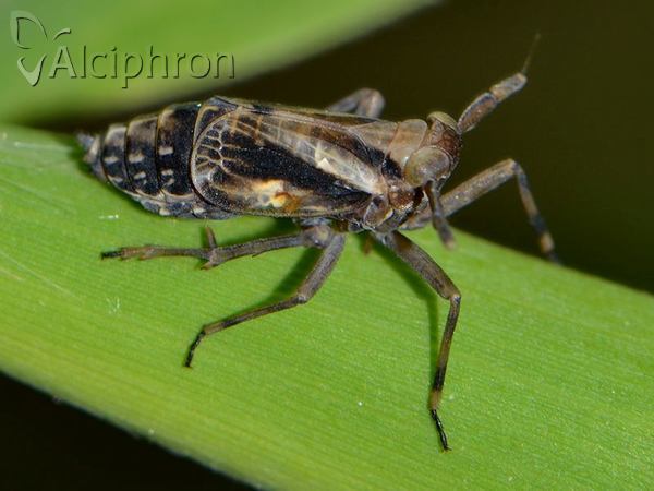 Delphax crassicornis