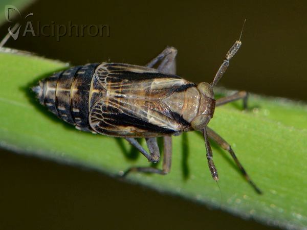 Delphax crassicornis