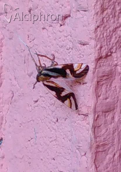 Delphax crassicornis