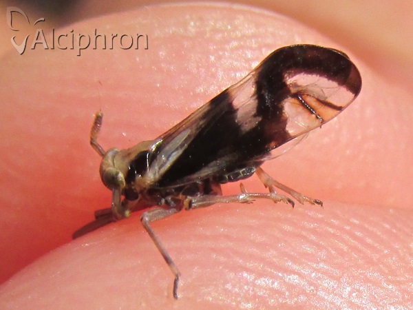 Delphax crassicornis