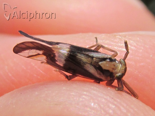 Delphax crassicornis