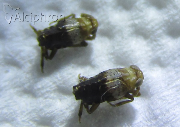 Conomelus odryssius